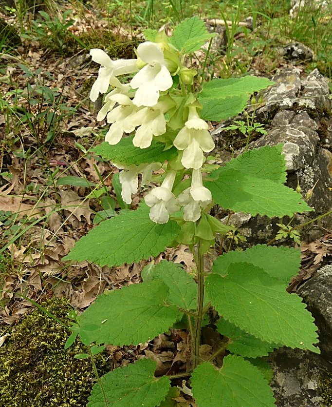 Melittis melissophyllum L.